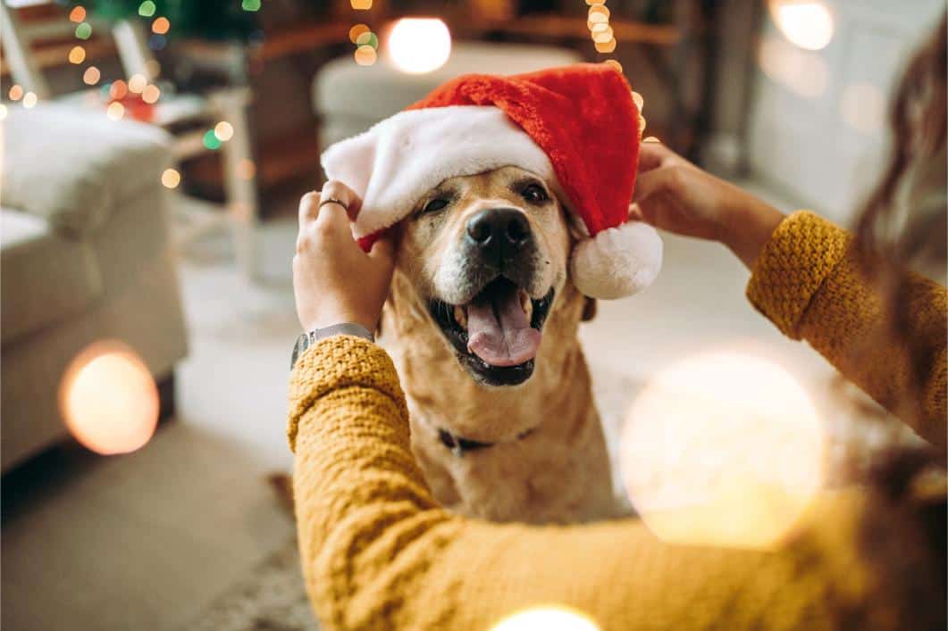 dog wearing santa hat.