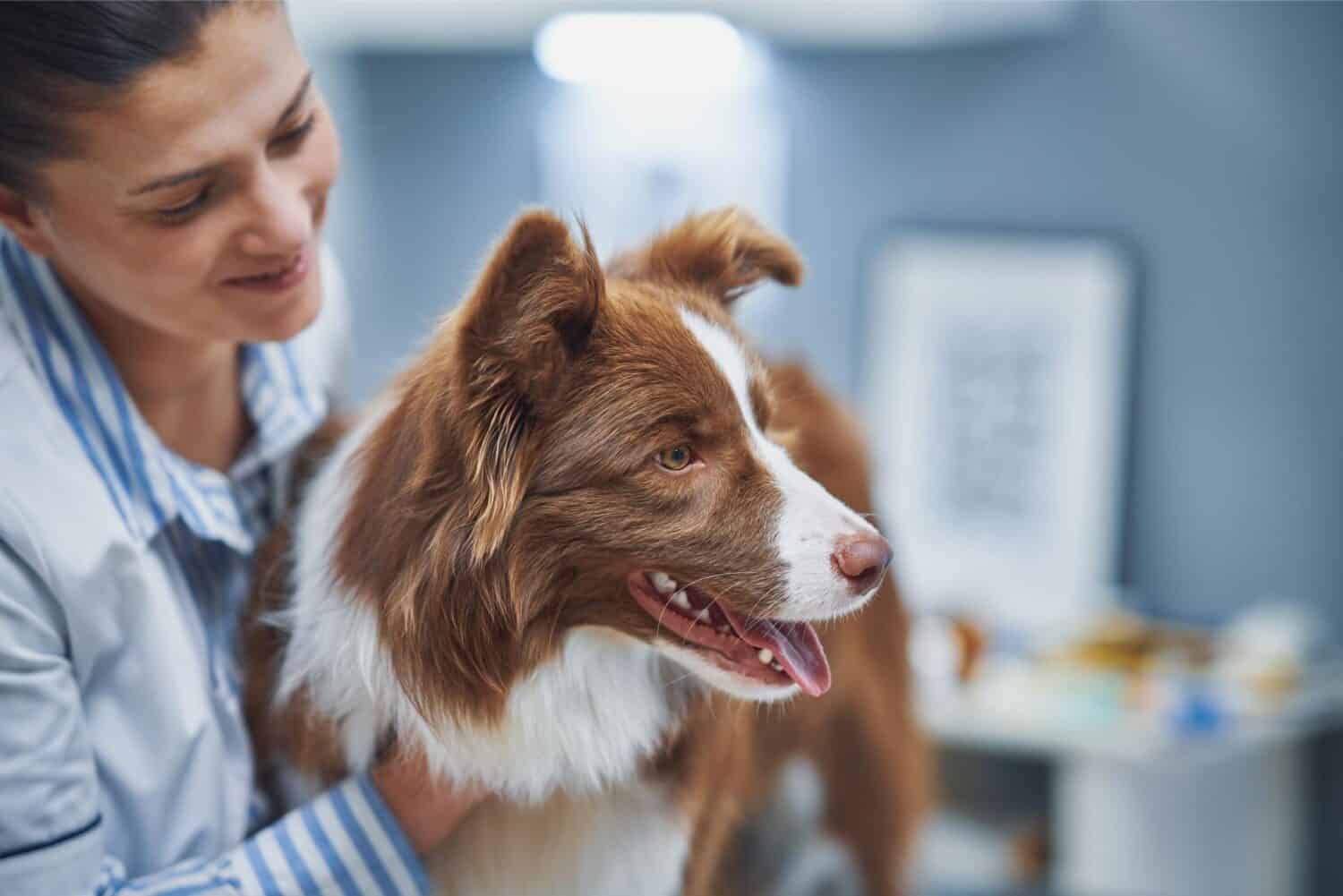 border collie at vet.