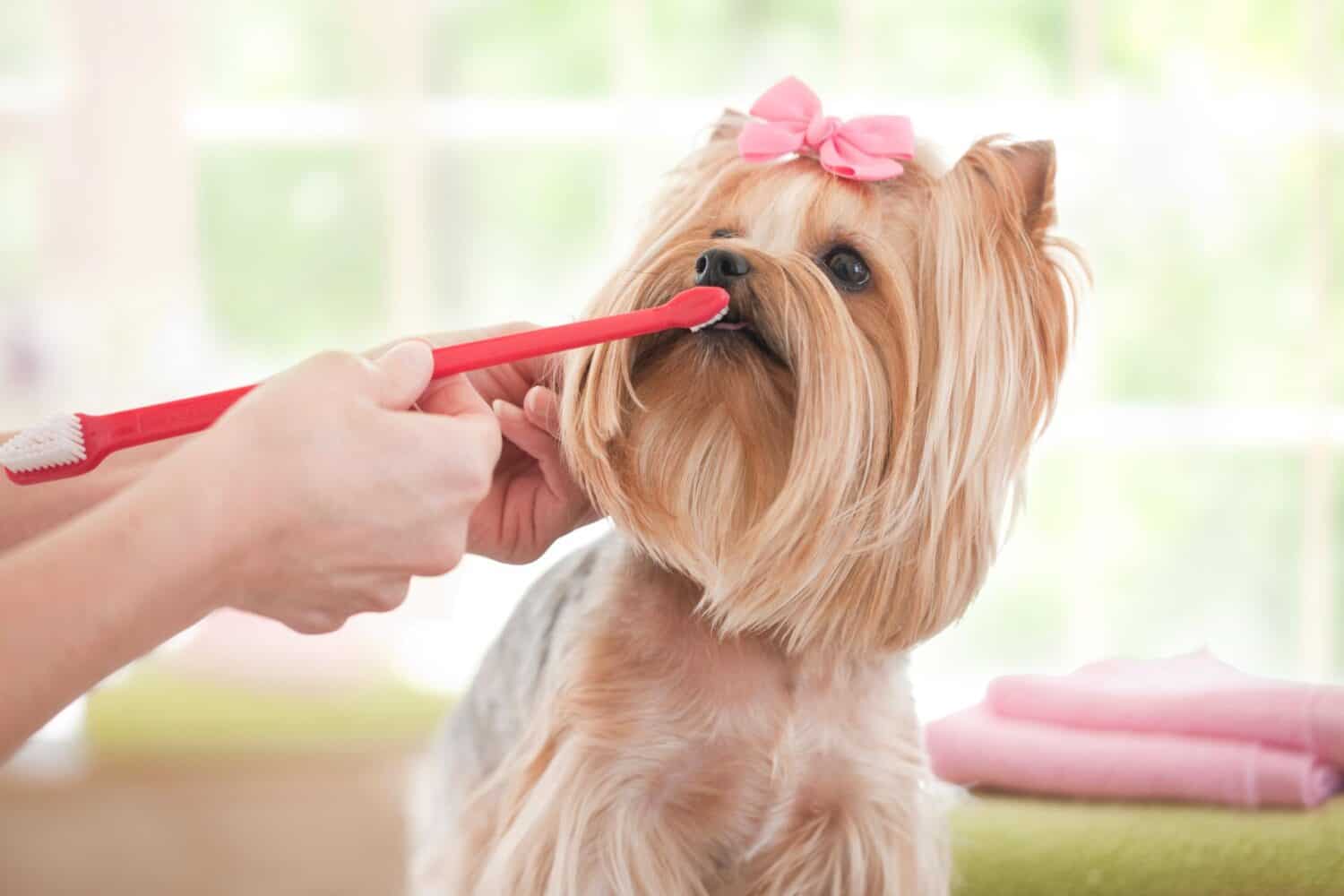 Cute puppy getting teeth brushed.