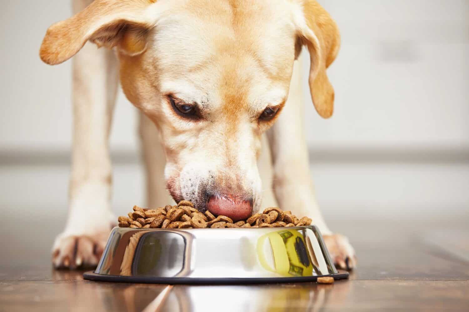 dog eating kibble.