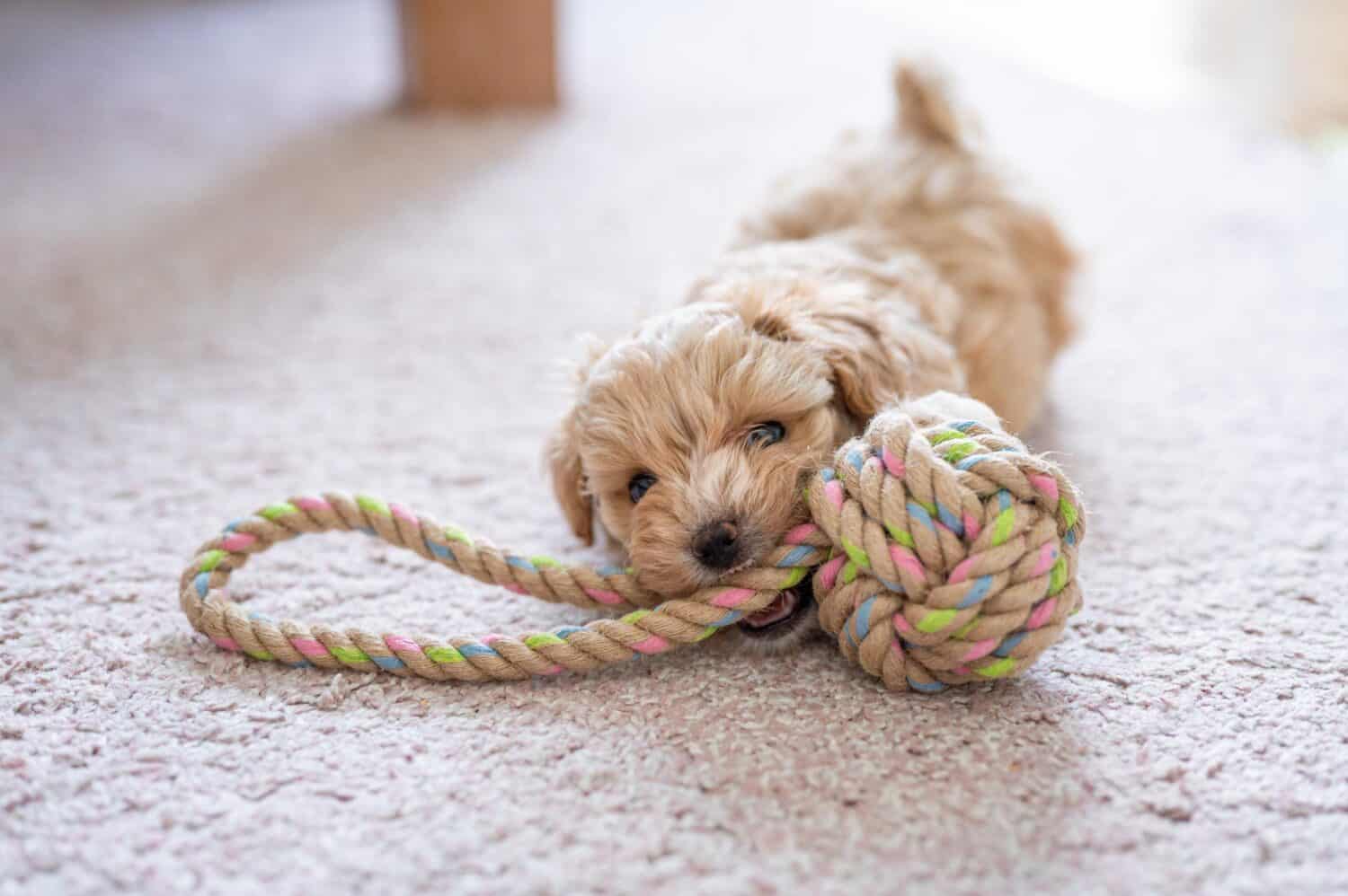 dog playing with rope. 