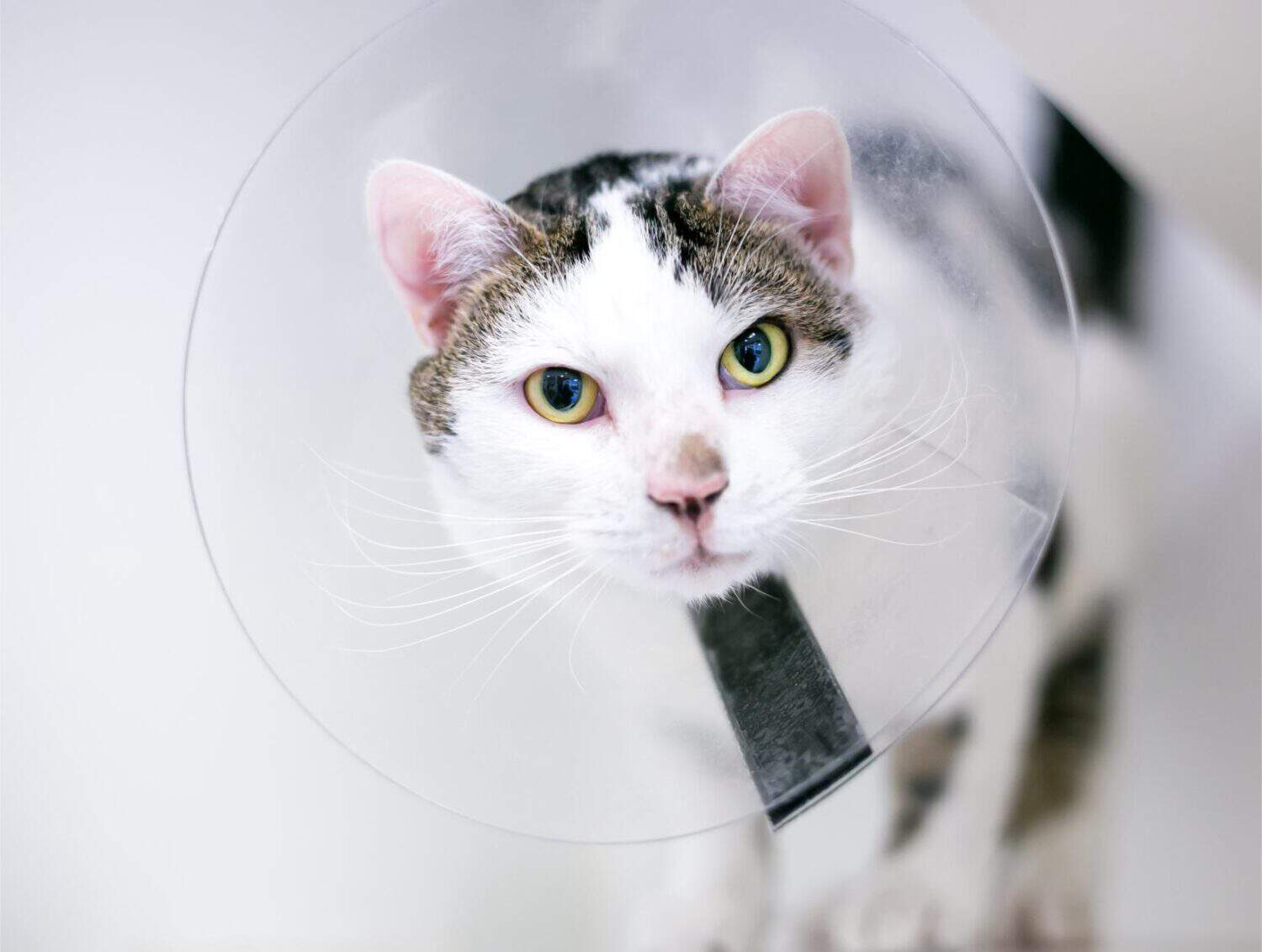 Cat with cone