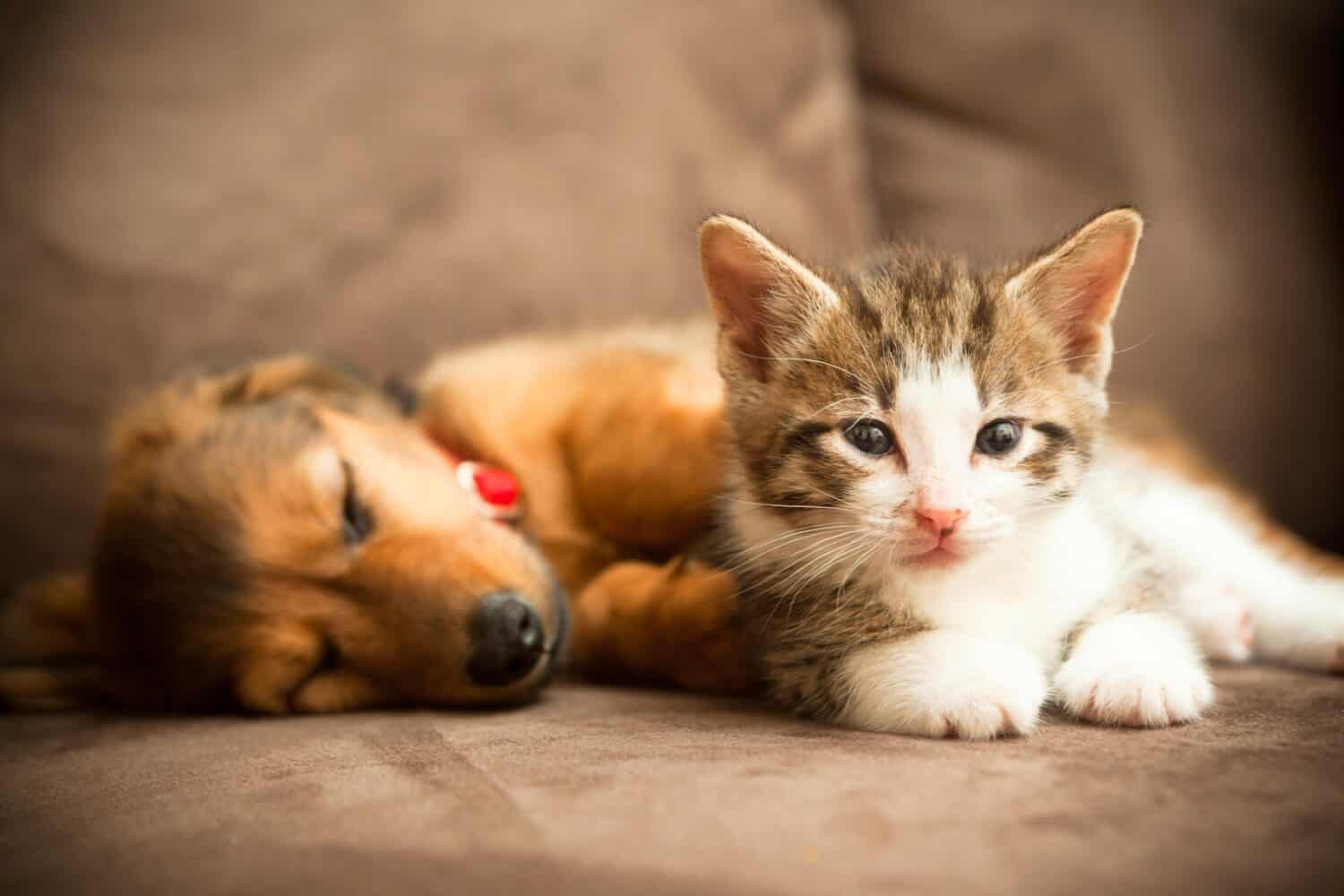 puppy and kitty.