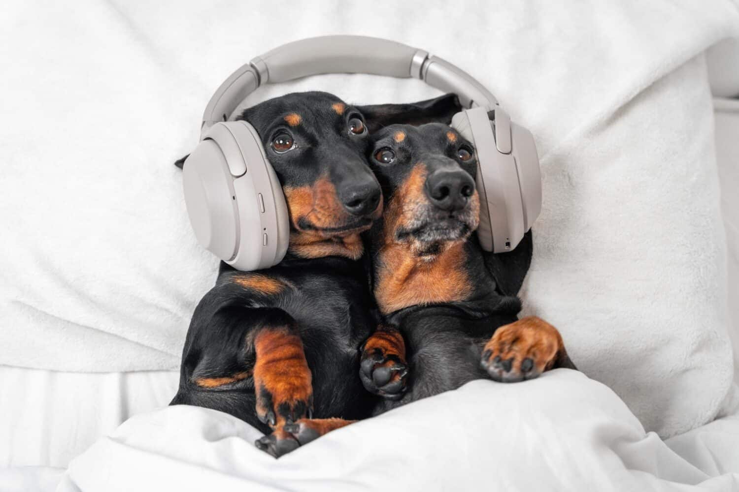 Dogs listening to music