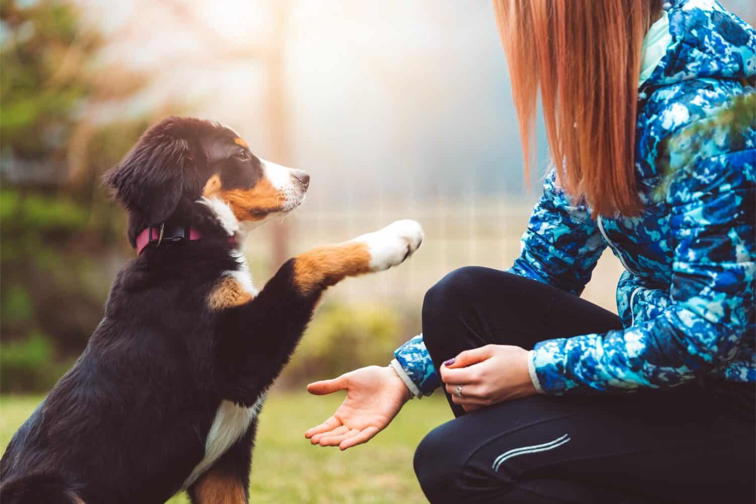 puppy training.