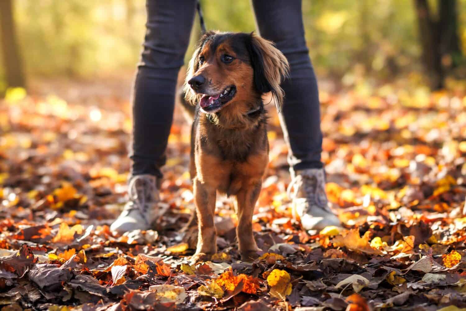 dog out for a walk in fall leaves.