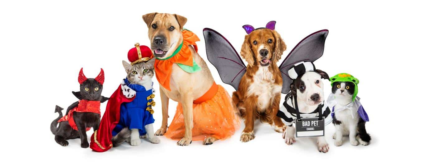 Pets in Halloween costumes.