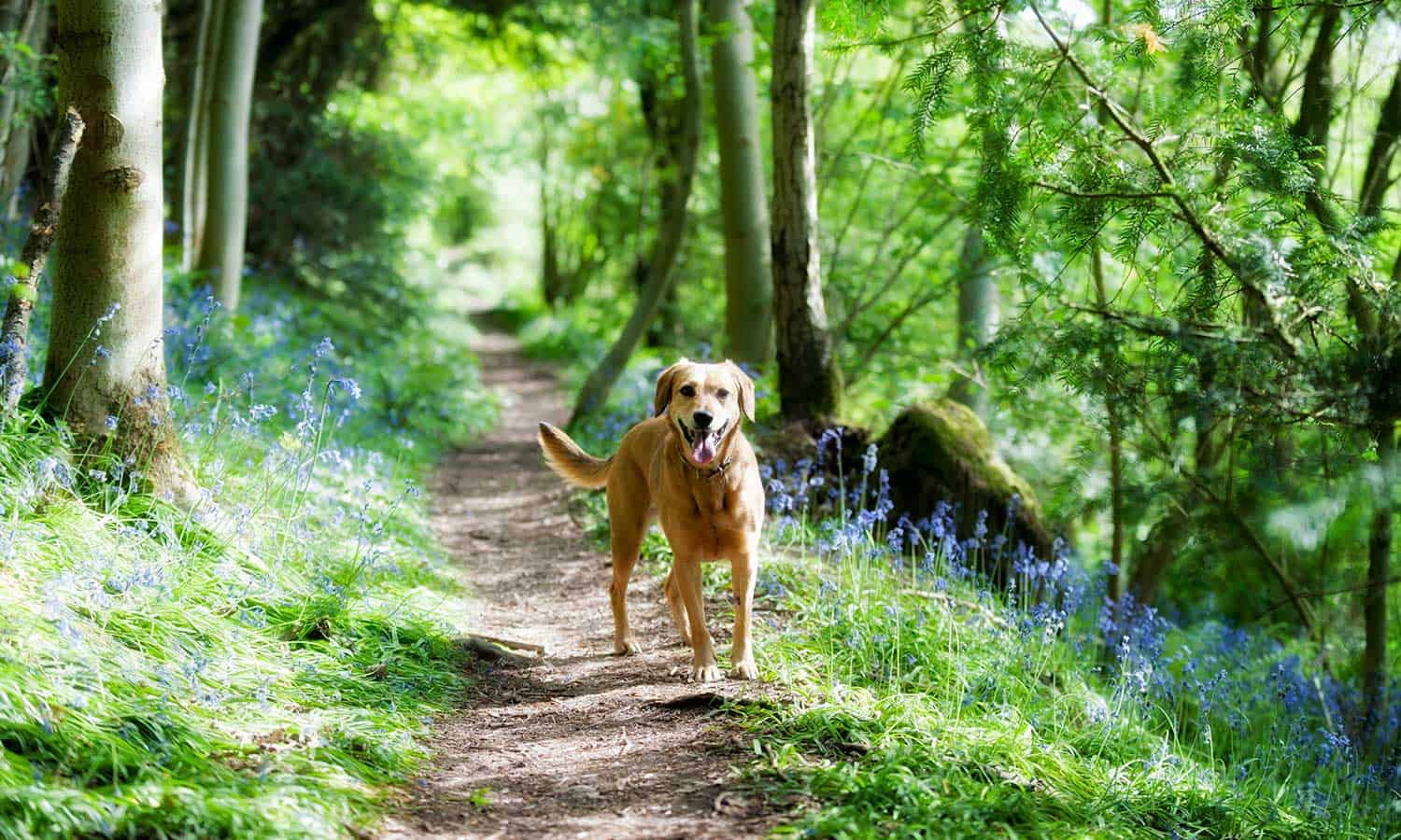 A happy dog in the outdoors