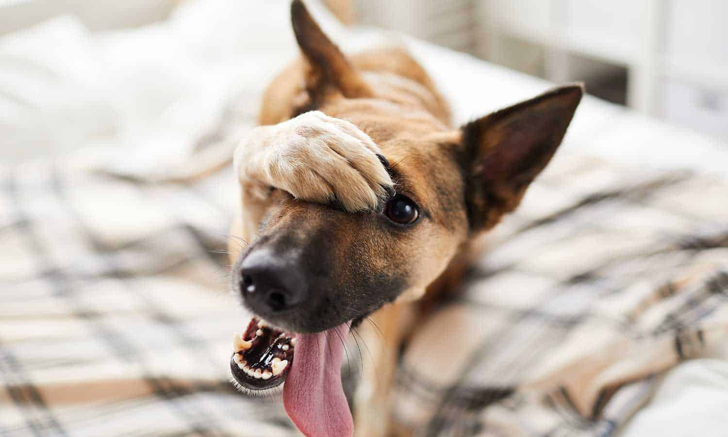 German shepherd covering its head