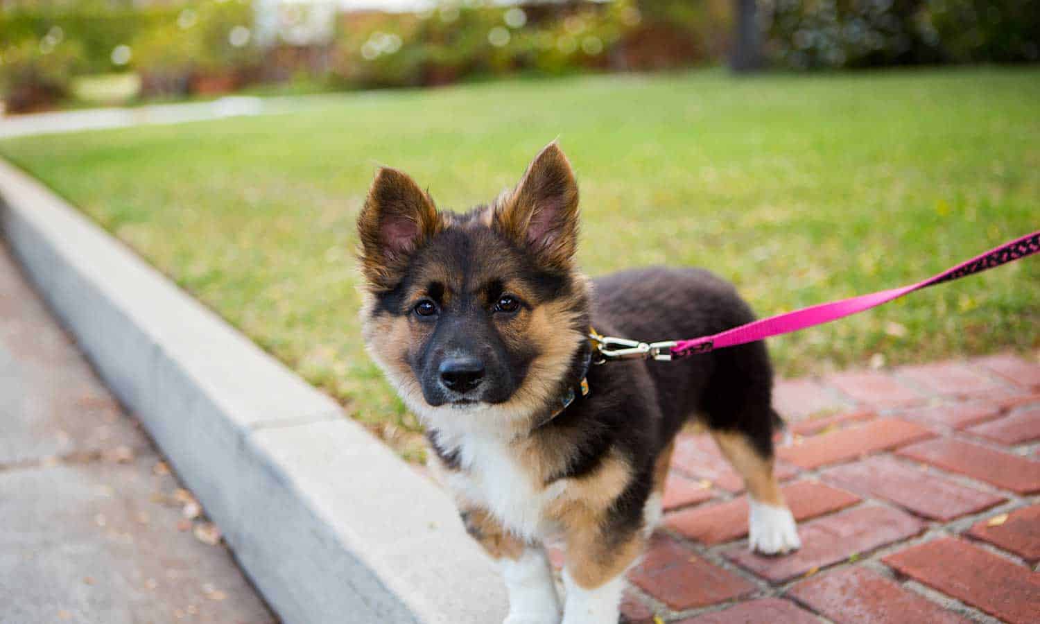 A german shepherd puppy