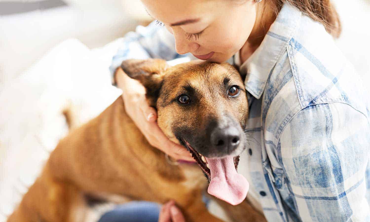 A german shepherd with their human