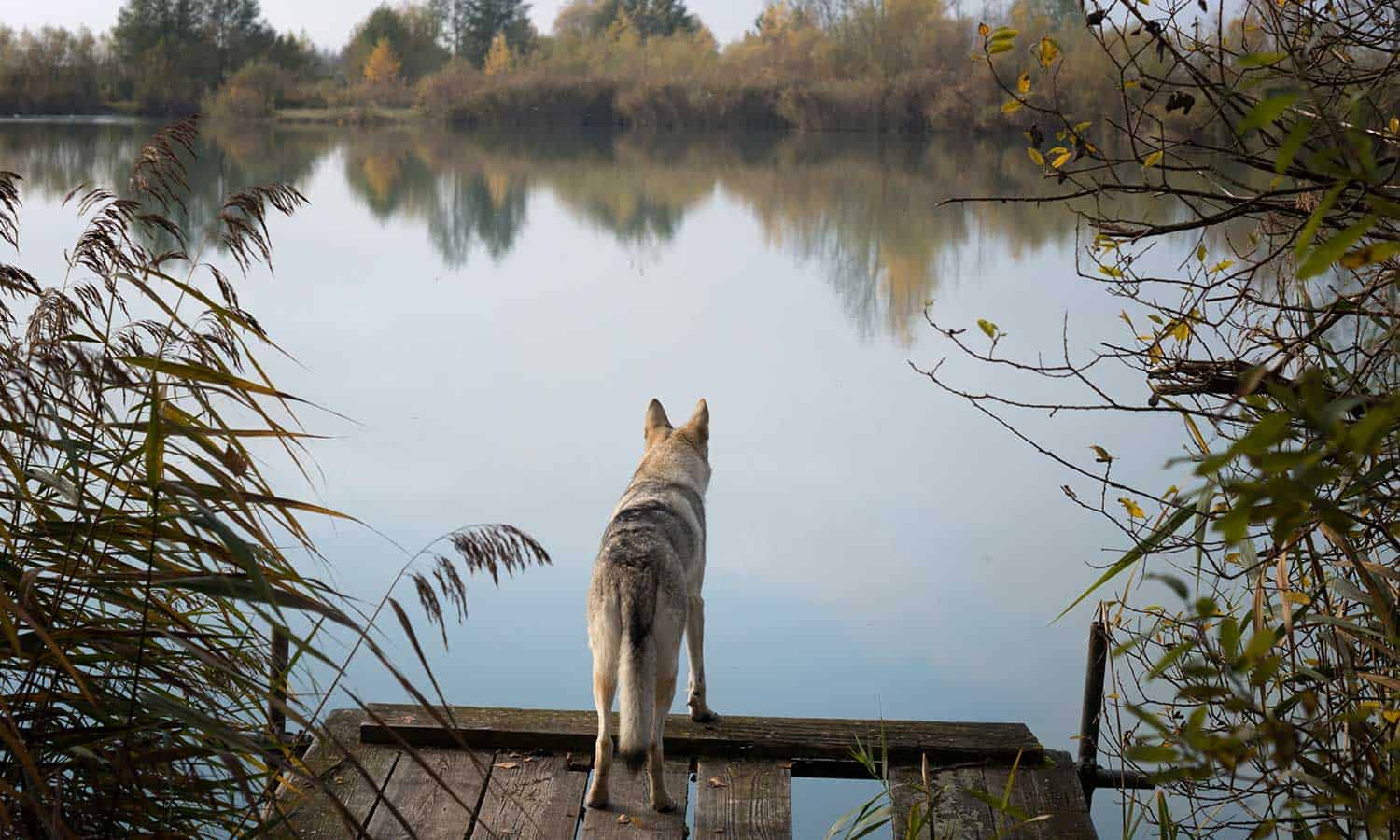 A dog standing on a dock