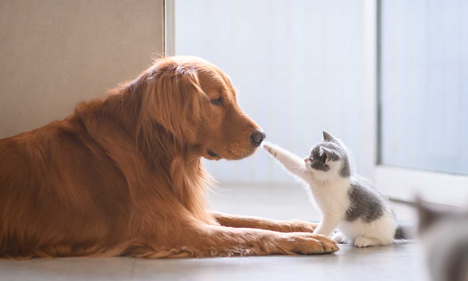 Dog and cat interacting