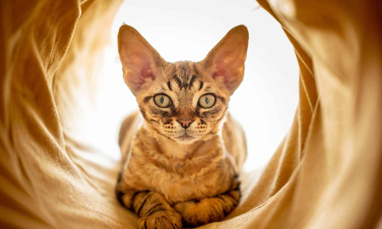 A cat laying in a tunnel