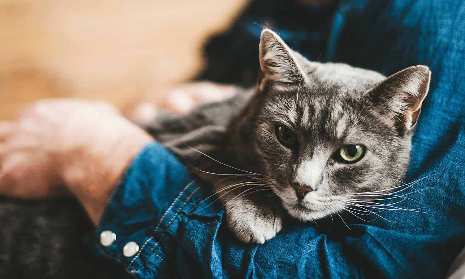 A grey cat being held