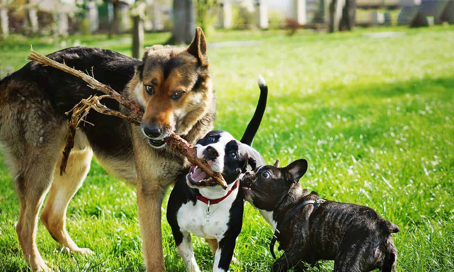 Three dogs pulling on a stick