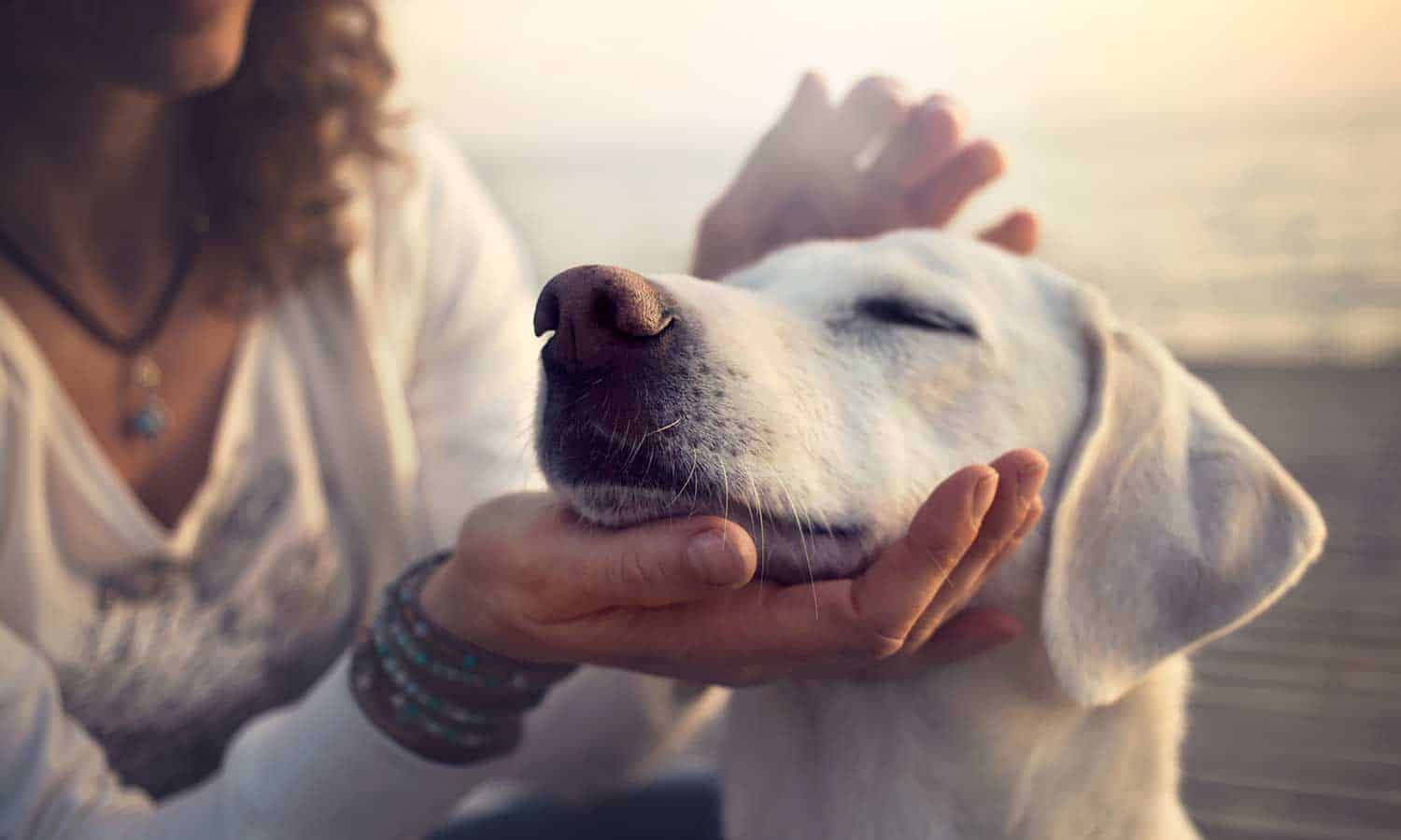 A dog being happy with their human